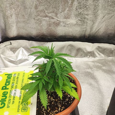 Sonic growlog timeline photo