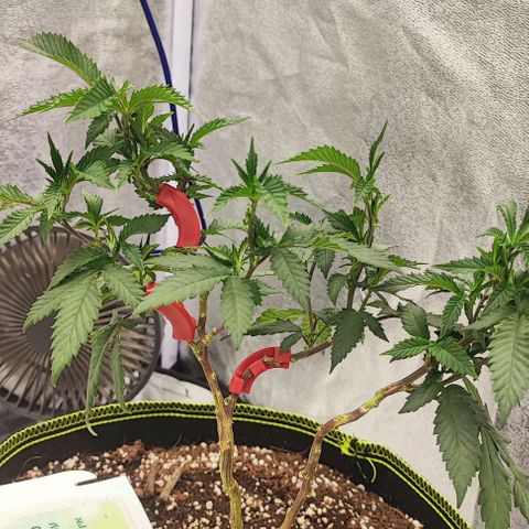 Frosty growlog timeline photo