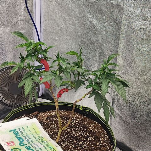Frosty growlog timeline photo