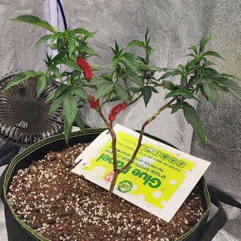 Frosty growlog timeline photo