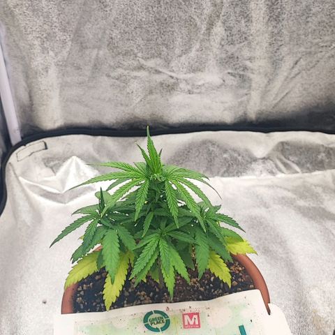 Sonic growlog timeline photo