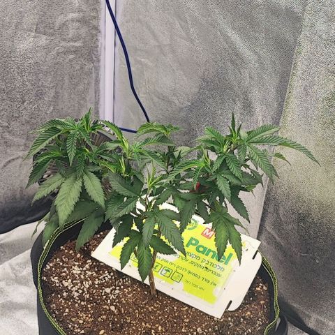 Frosty growlog timeline photo