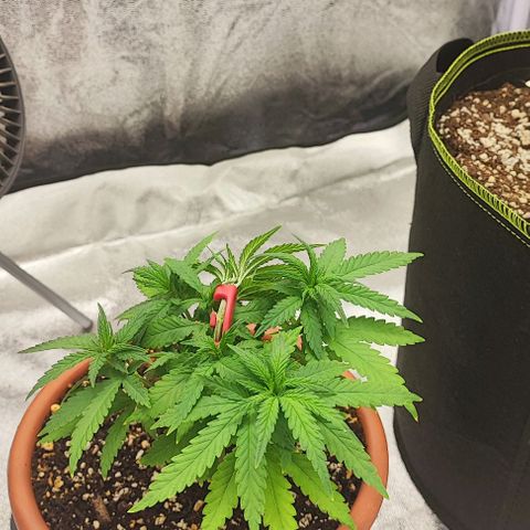 Sonic growlog timeline photo