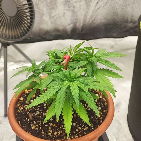 Sonic growlog timeline photo