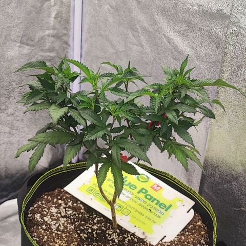 Frosty growlog timeline photo