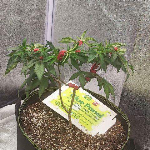 Frosty growlog timeline photo