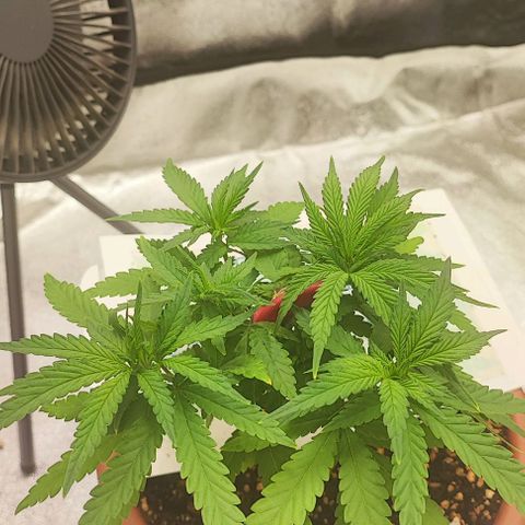 Sonic growlog timeline photo