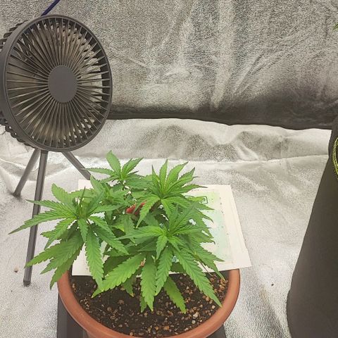 Sonic growlog timeline photo