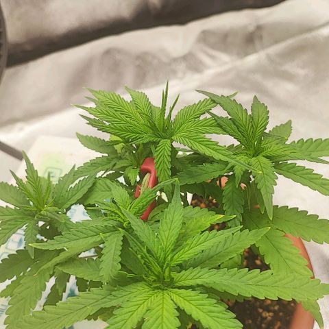 Sonic growlog timeline photo