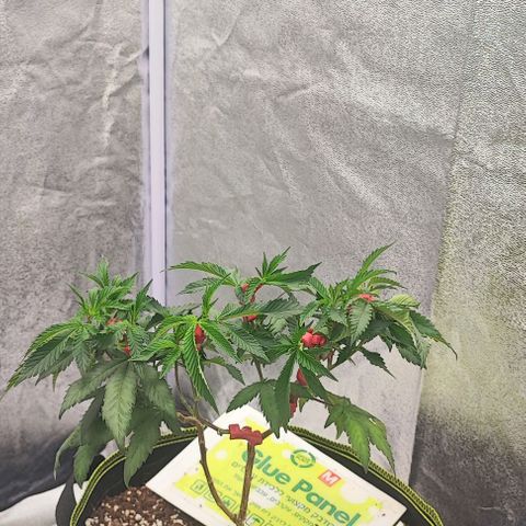 Frosty growlog timeline photo