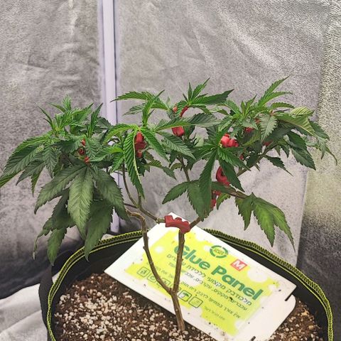 Frosty growlog timeline photo