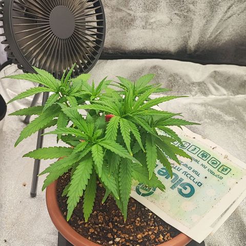 Sonic growlog timeline photo
