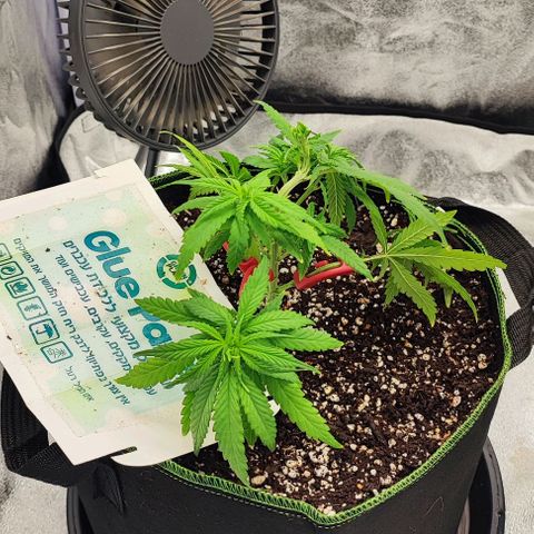 Sonic growlog timeline photo