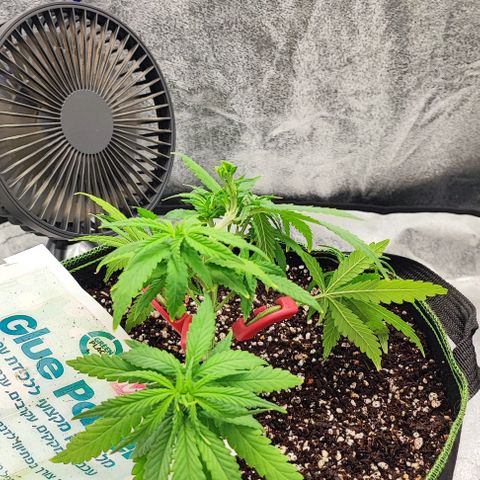 Sonic growlog timeline photo