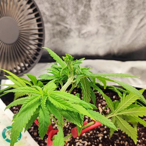 Sonic growlog timeline photo