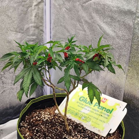 Frosty growlog timeline photo