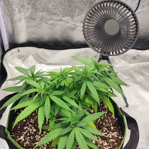 Sonic growlog timeline photo