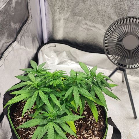 Sonic growlog timeline photo