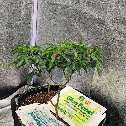 Frosty growlog timeline photo