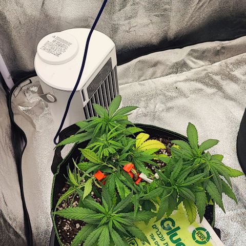 Sonic growlog timeline photo