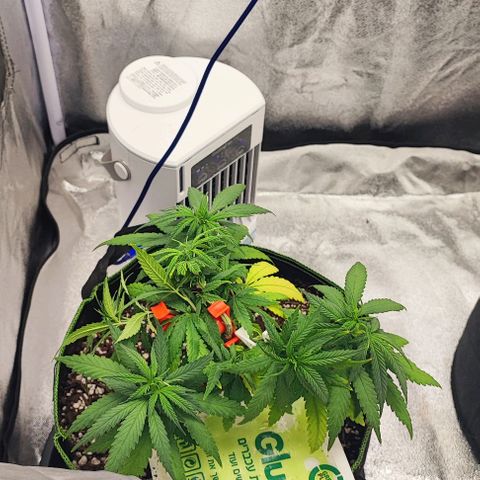 Sonic growlog timeline photo