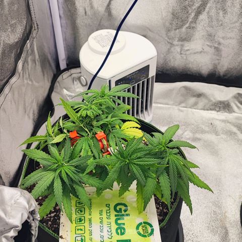 Sonic growlog timeline photo