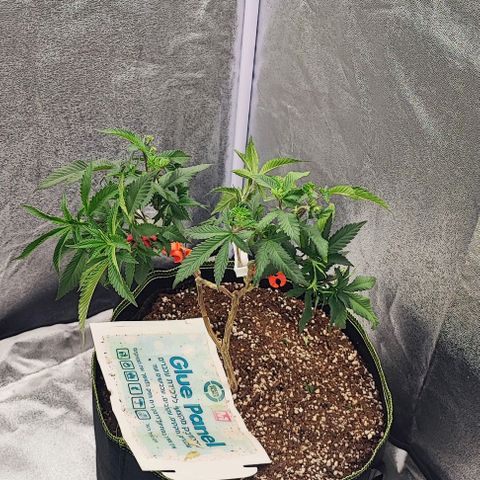 Frosty growlog timeline photo