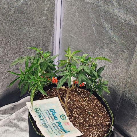 Frosty growlog timeline photo