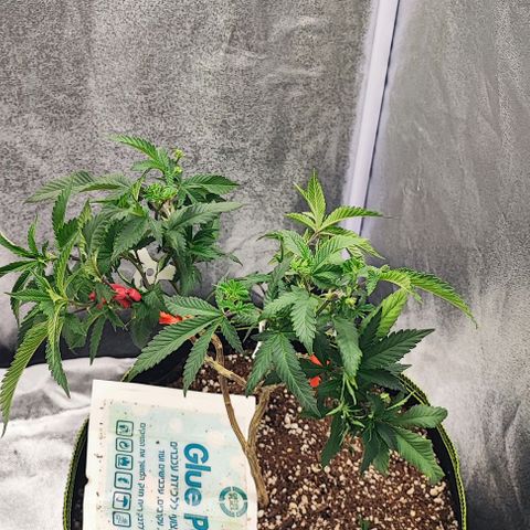 Frosty growlog timeline photo