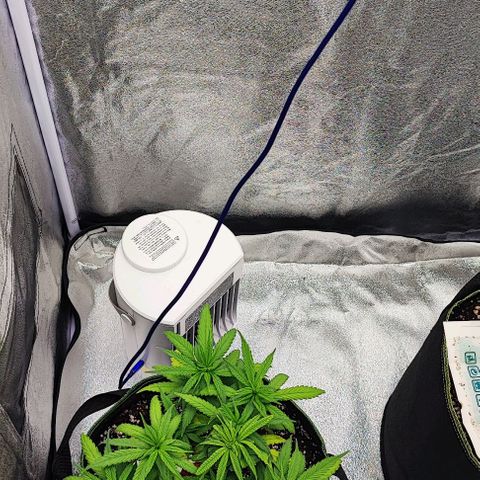 Sonic growlog timeline photo