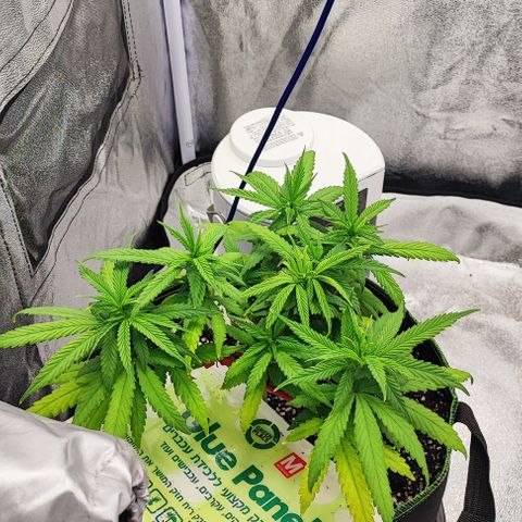 Sonic growlog timeline photo