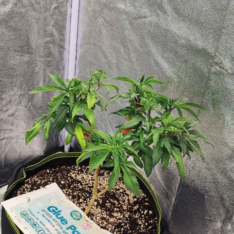 Frosty growlog timeline photo