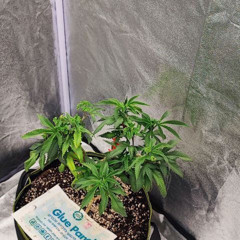Frosty growlog timeline photo