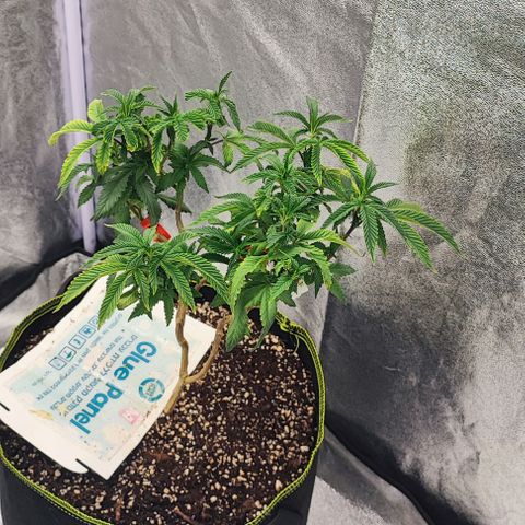 Frosty growlog timeline photo