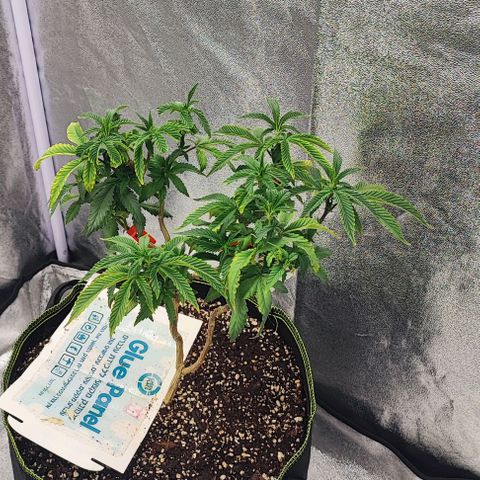 Frosty growlog timeline photo