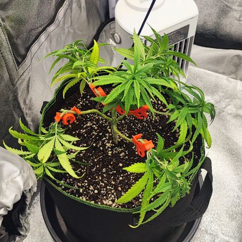 Sonic growlog photo: LST