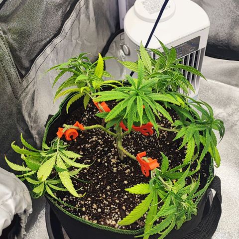 Sonic growlog photo: LST