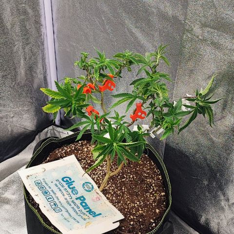 Frosty growlog timeline photo