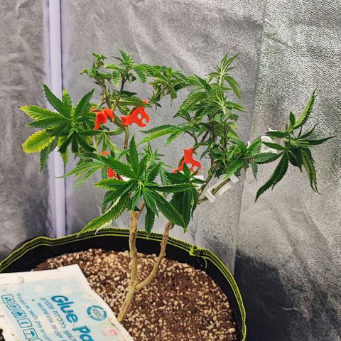 Frosty growlog timeline photo