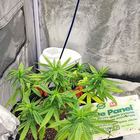 Sonic growlog timeline photo