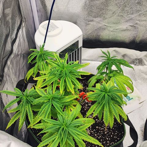 Sonic growlog timeline photo