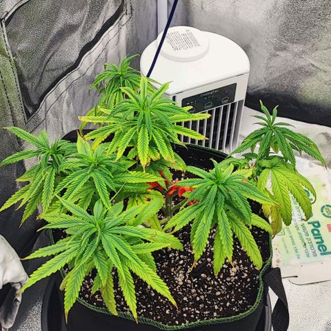 Sonic growlog timeline photo