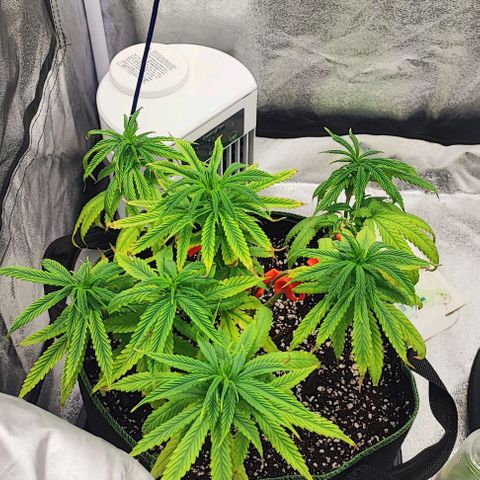Sonic growlog timeline photo