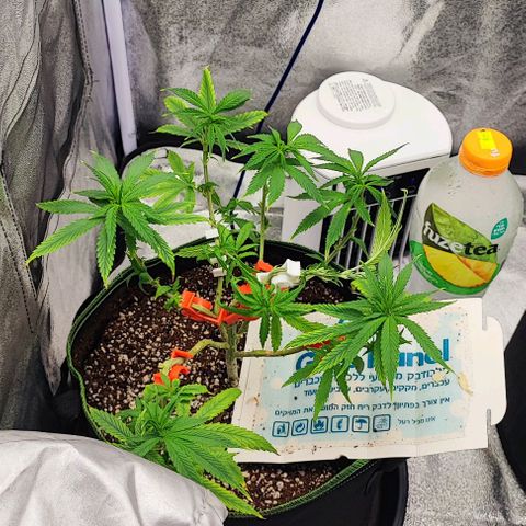 Sonic growlog timeline photo