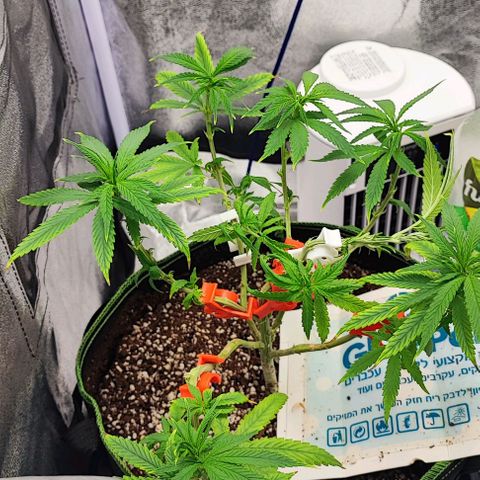 Sonic growlog timeline photo