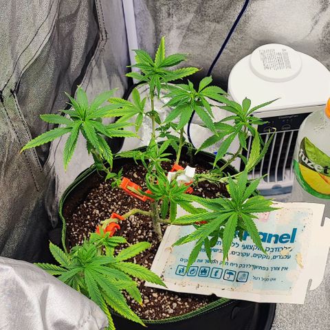 Sonic growlog timeline photo