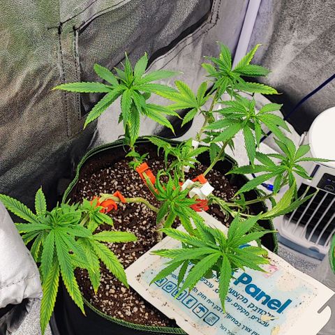 Sonic growlog timeline photo