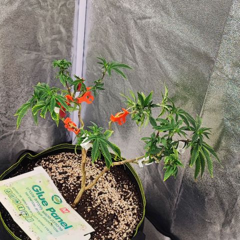 Frosty growlog timeline photo