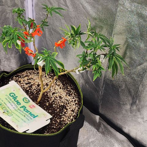 Frosty growlog timeline photo