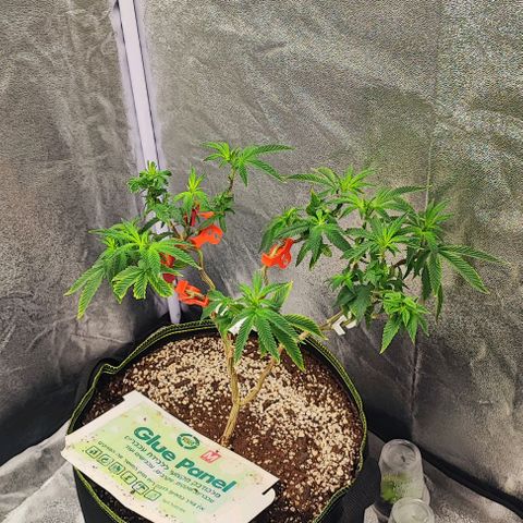 Frosty growlog timeline photo